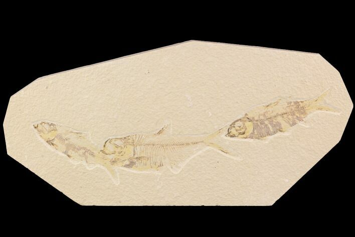 Fossil Fish Plate (Diplomystus & Knightia) - Wyoming #91593